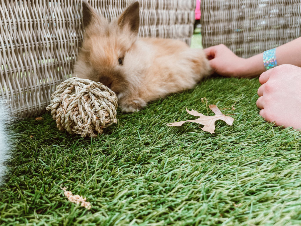 Everything You Need To Know Before Bringing Your Lionhead Bunny Home