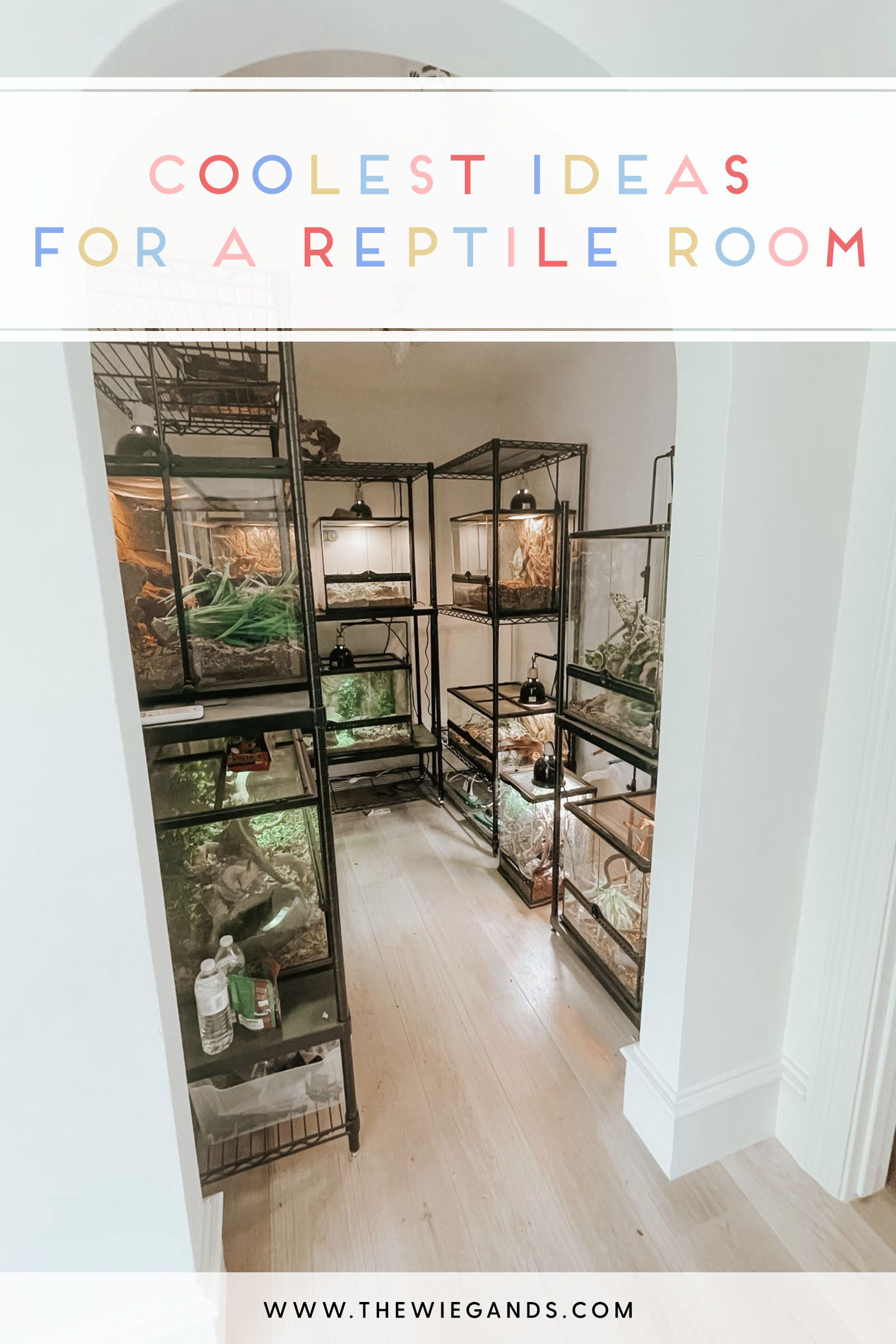 reptile room ideas