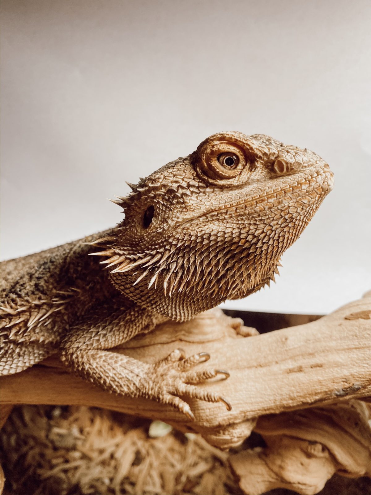 The Best Reptiles To Get Kiddos As A Pet - Casey Wiegand of The Wiegands