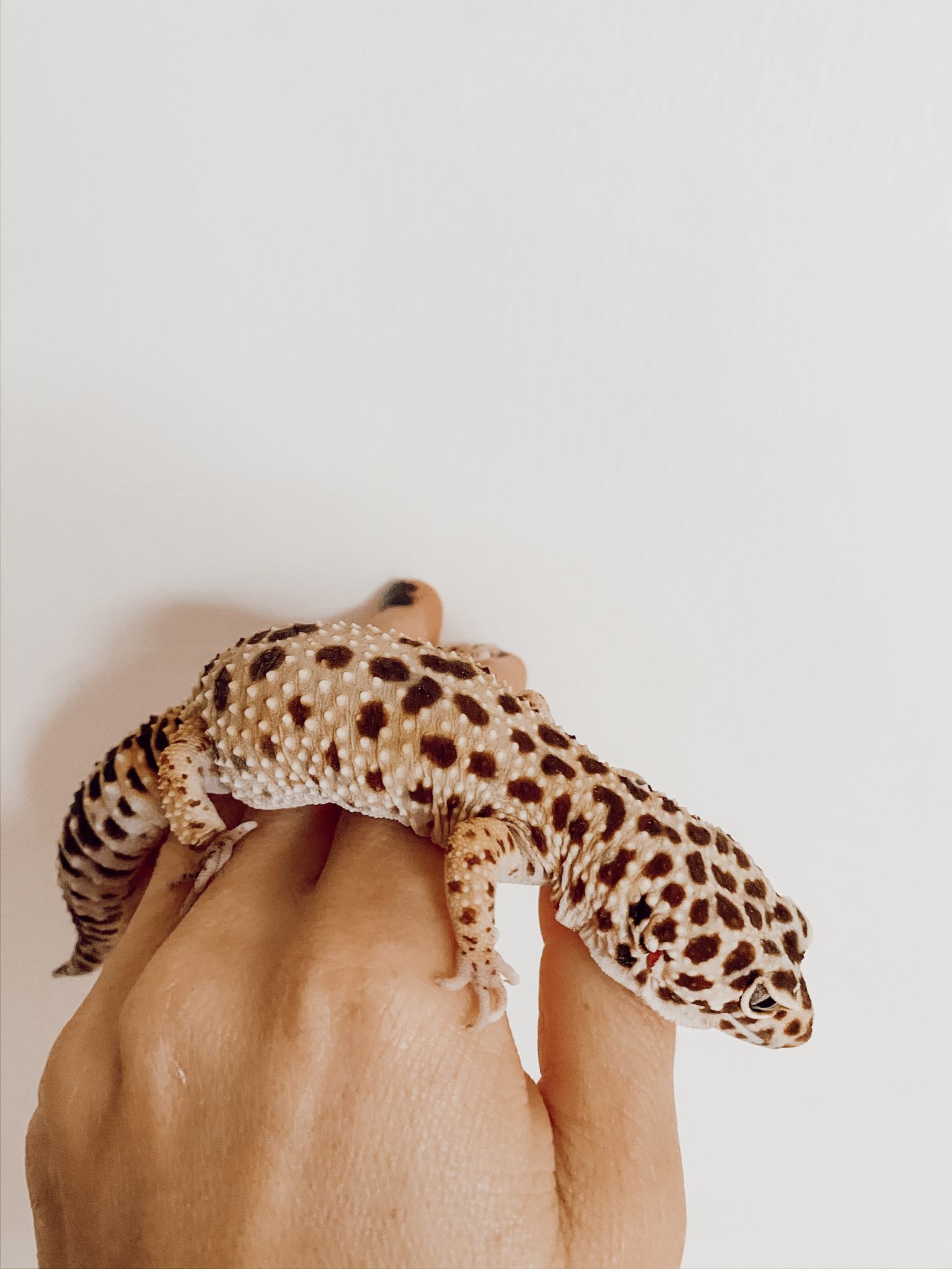 The Best Reptiles To Get Kiddos As A Pet Casey Wiegand of The Wiegands